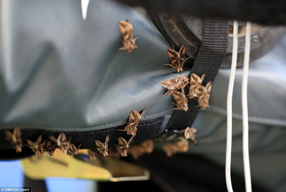 3622EC6900000578-3683490-The_invasion_of_insects_will_have_come_as_an_unwanted_distractio-a-6_1468225804241