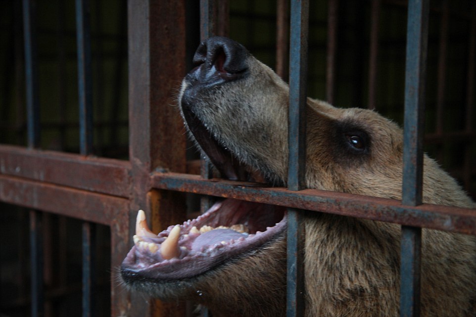Albania, Burrel, Ulza | 2016 04 28 | Bear Tomi at Restaurant Uji i Ftohte.