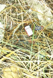 turisti-francez-ne-llogara-1-2